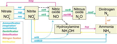 The Bacterial Inorganic Nitrogen Cycle The ammonification,... | Download Scientific Diagram