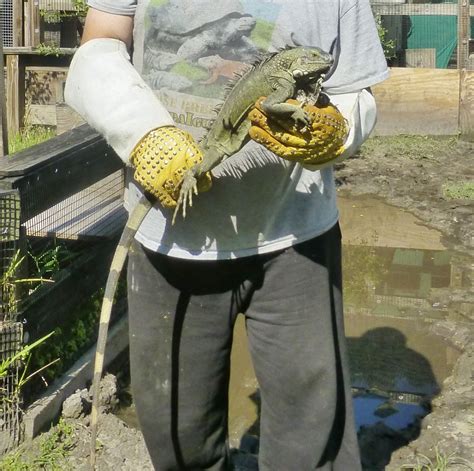 Florida Iguana & Tortoise Breeders