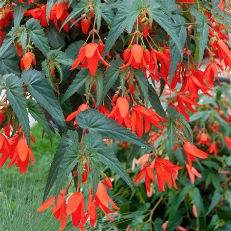 Begonia boliviensis Santa Cruz® Sunset | White Flower Farm