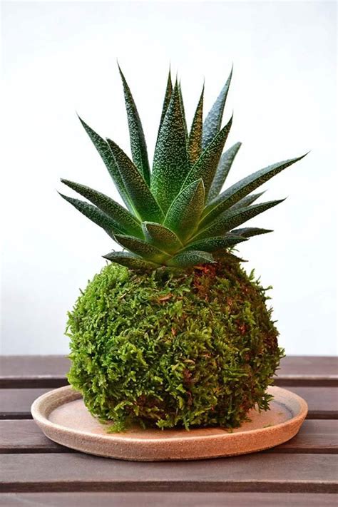 How to make a perfect kokedama, Japanese moss balls