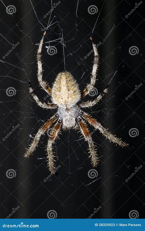 363 Barn Spider Web Photos - Free & Royalty-Free Stock Photos from ...