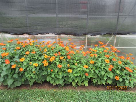 Fiesta Del Sol - Dwarf Mexican Sunflower Seeds - Milkweed 4 Monarchs