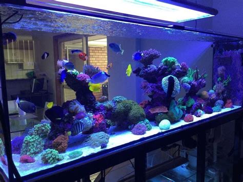 Most Beautiful Reef Tanks ( All Time ) - RateMyFishTank.com