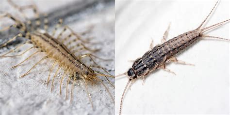 Is it a House Centipede or a Silverfish? Key Differences You Should Know - Dodson Pest Control