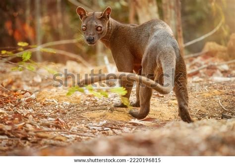 Madagascar Fossa Apex Predator Lemur Hunter Stock Photo 2220196815 | Shutterstock