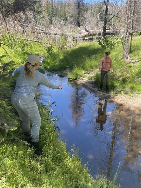 Monitoring trout habitat in Sequoia National Forest - Sierra Nevada Alliance