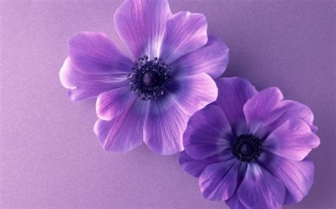 February birth flower--Juli Two violet flowers | Flores púrpura, Flor de nacimiento, Flores cosmos