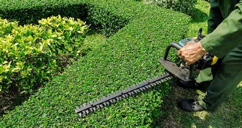 DIY Hedge Trimming At Its Very Best!