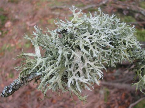 Identifying Lichens • Northumberland National Park