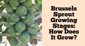 Brussels Sprout Growing Stages: How Does It Grow?