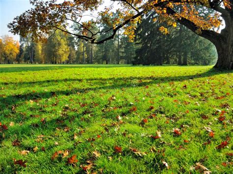 Autumn Trees in Greenwich Park Stock Photo - Image of field, leafy: 1514660