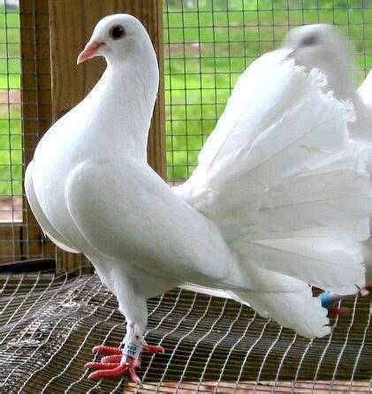 Kabutar | Pigeon pictures, Fantail pigeon, Pigeon breeds