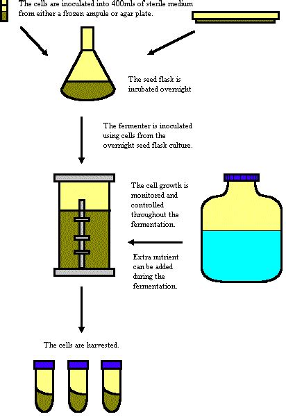 Fermentation Service | Large-Scale & High-Density - BiologicsCorp