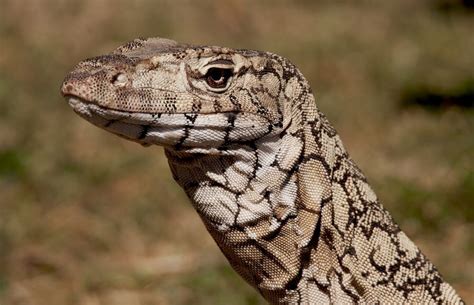 Reptile Facts - libutron: Perentie Monitor | ©Gunther Schmida ...