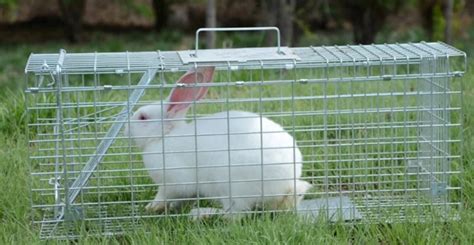 4 Best Rabbit Traps & Effective Baits for Catching them