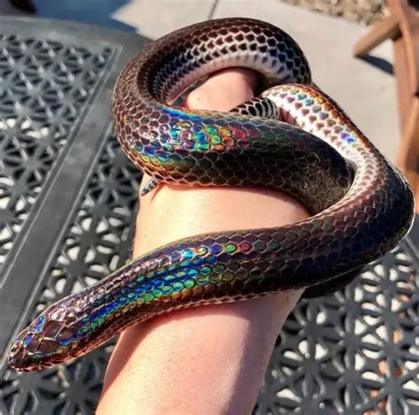 This beautiful rainbow-coloured snake is a Pride month gift | PinkNews