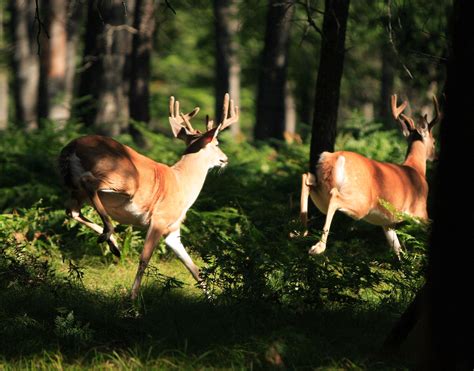 Where Are Bucks Hiding? New Study Reveals Insights into Buck Behavior ...