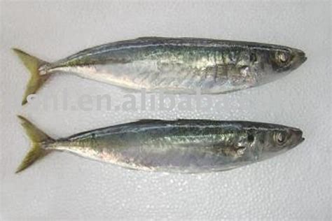 Mackerel scad - Alchetron, The Free Social Encyclopedia