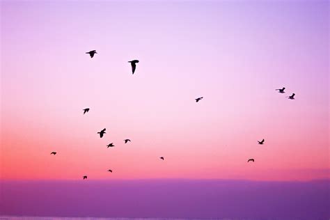 Flock of birds, Birds, Sky, Flight HD wallpaper | Wallpaper Flare