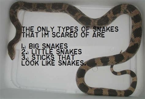 The best snakes memes :) Memedroid