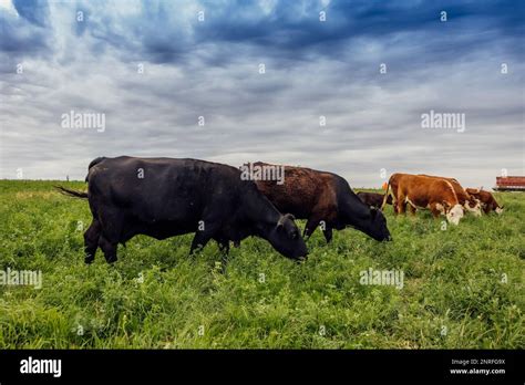 cows grazing in a pasture Stock Photo - Alamy