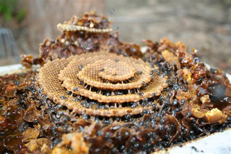 Beehive | Inhabitat - Green Design, Innovation, Architecture, Green Building