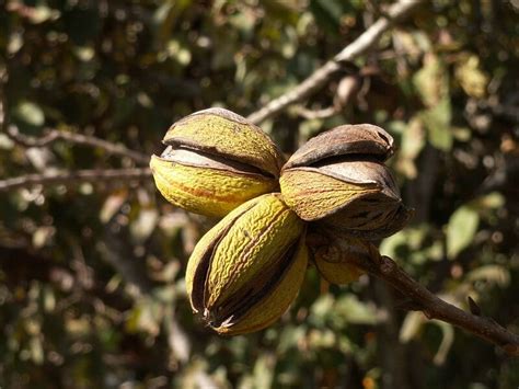 Pecan (Hickory), a Highly Nutritious Nut Native to the Midwest - Eat ...