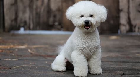 7 Quiet Dog Breeds that Are Ideal for Your Rental Apartment