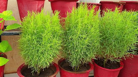 How to Grow and Care Kochia Plant - Best Summer Plant || Fun Gardening - YouTube