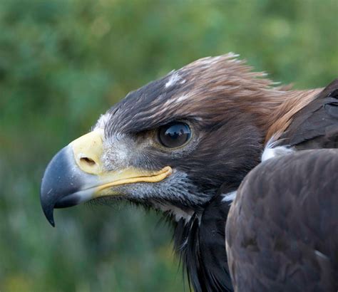 American Alpine Institute - Climbing Blog: Golden Eagle Nest Work