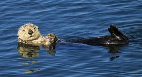 Pregnant sea otter takes shelter at california aquarium, gives ...