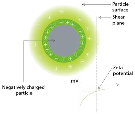 Zeta Potential: Layout, Calculating, Analysis