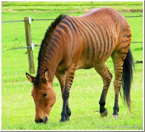 1000+ images about ZORSE on Pinterest | Mount kenya, Gov't mule and Donkeys