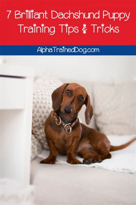 7 Superb Dachshund Puppy Training Tips - Alpha Trained Dog