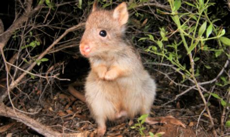 RUFOUS BETTONG - Aussie Ark