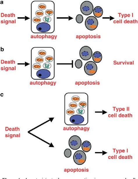 Autophagy as a cell death and tumor suppressor mechanism - Semantic Scholar