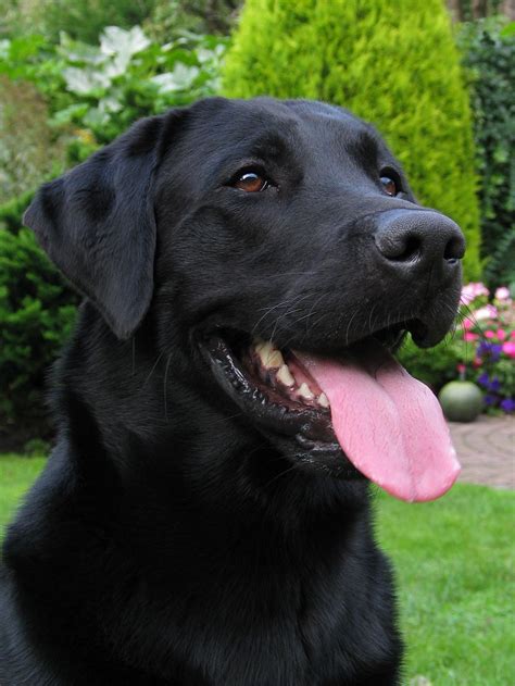 #Labrador smiles #LabradorRetriever | Black labrador retriever, Black labs dogs, Lab dogs