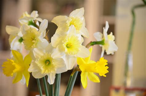 Honey Bee's Bliss: CaptureYour365 POTD: Daffodil Bouquet