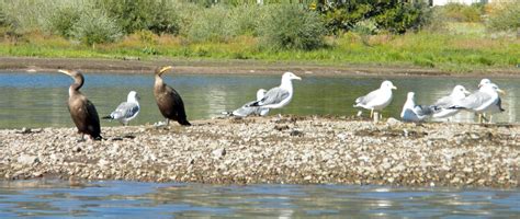 Wildlife Pictures and News | Frisco Rowing CenterFrisco Rowing Center