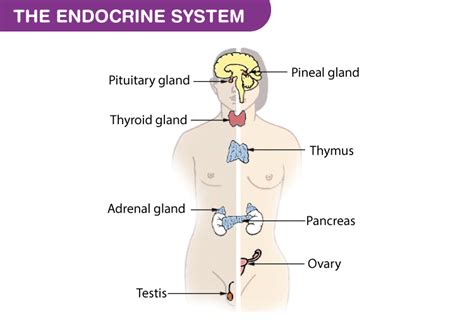 Endocrine Glands and their Hormones -Types and their Functions