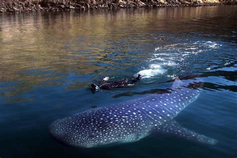 Each year from late summer through October, giant whale sharks appear in the bay surrounding the ...