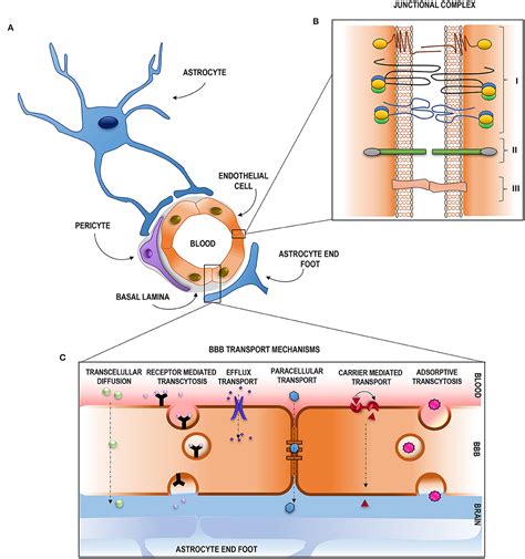 Frontiers | Pathophysiology of Blood–Brain Barrier Permeability Throughout the Different Stages ...