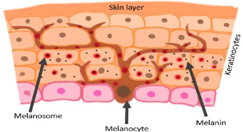 Distribution of melanocytes in skin | Download Scientific Diagram