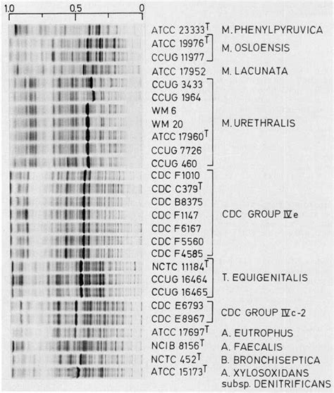 Oligella urethralis | Semantic Scholar