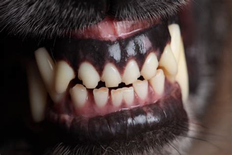 Dog Snarling Stock Photo - Download Image Now - iStock