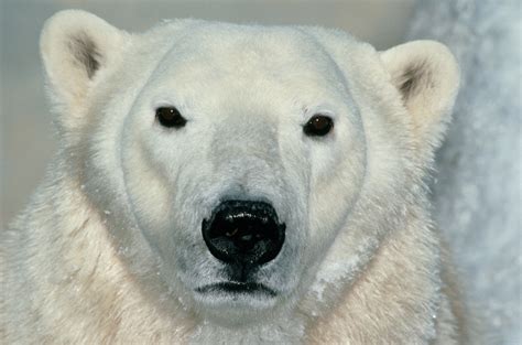 Man Gets Attacked By Polar Bear As He Camps Out To Watch Solar Eclipse