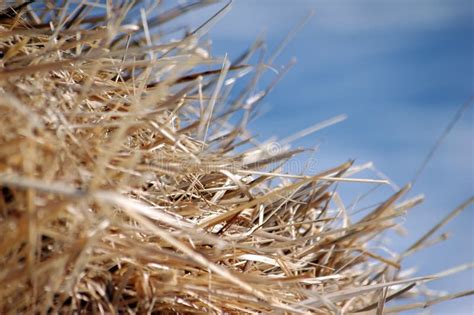 Farmer Sifts Grains during Harvesting Time To Remove Chaff Stock Photo ...