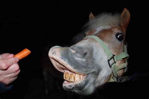 Removing Horse Teeth: Complex Standing Extractions | Allossery Equine Veterinary Service