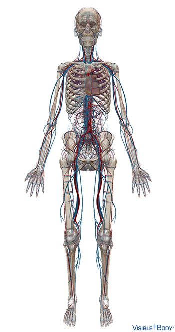 Glossary of the Circulatory System | Learn Circulatory Anatomy