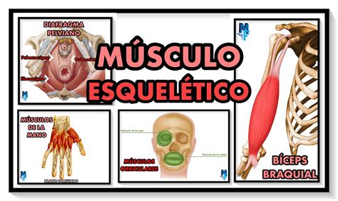 Tejido musculoesquelético